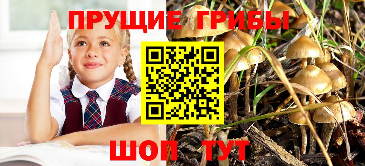 Псилоцибиновые грибы Psilocybine cubensis  Вход с VPN  Тамбов 